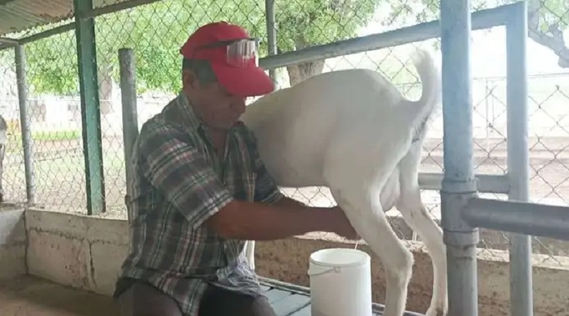 Producción caprina en Lara alcanza récord gracias a mejoras genéticas